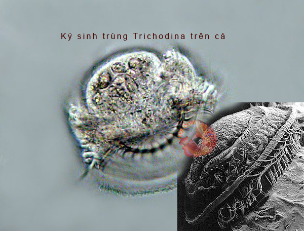 Ký sinh trùng Trichodina trên cá